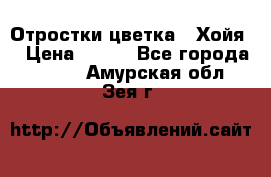Отростки цветка  “Хойя“ › Цена ­ 300 - Все города  »    . Амурская обл.,Зея г.